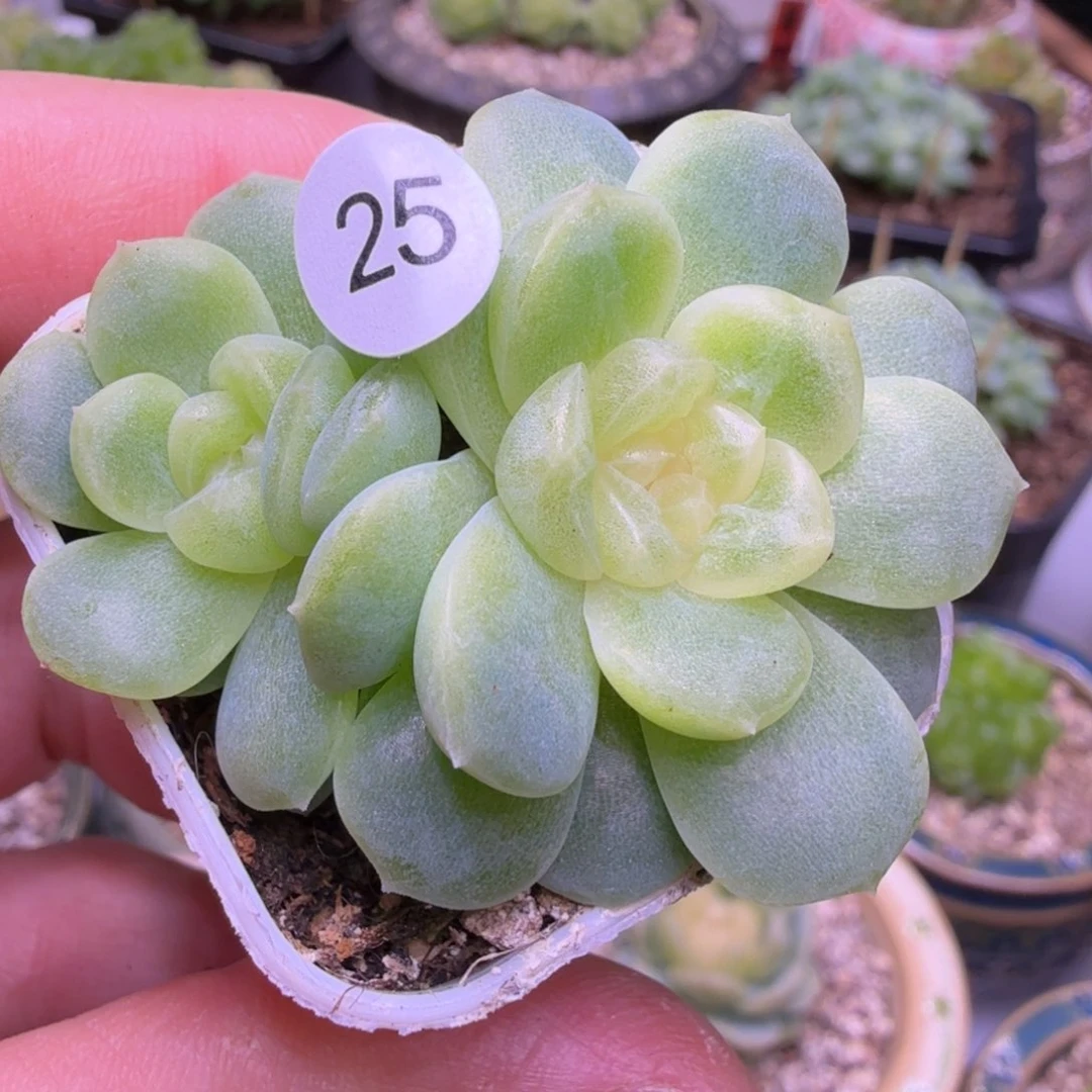 25双头无尽灯双头一物一拍