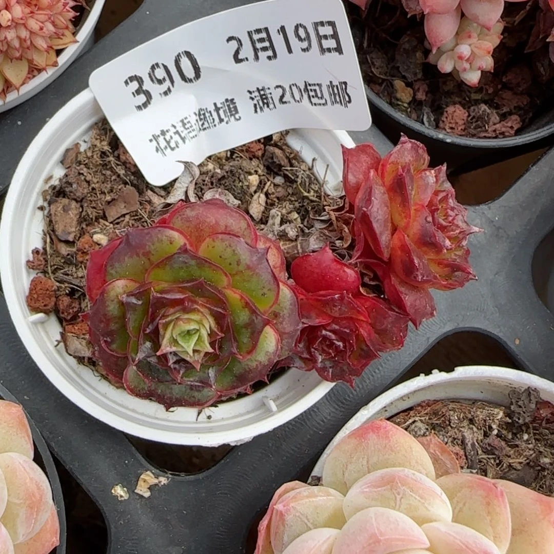 花语逸境0219-390