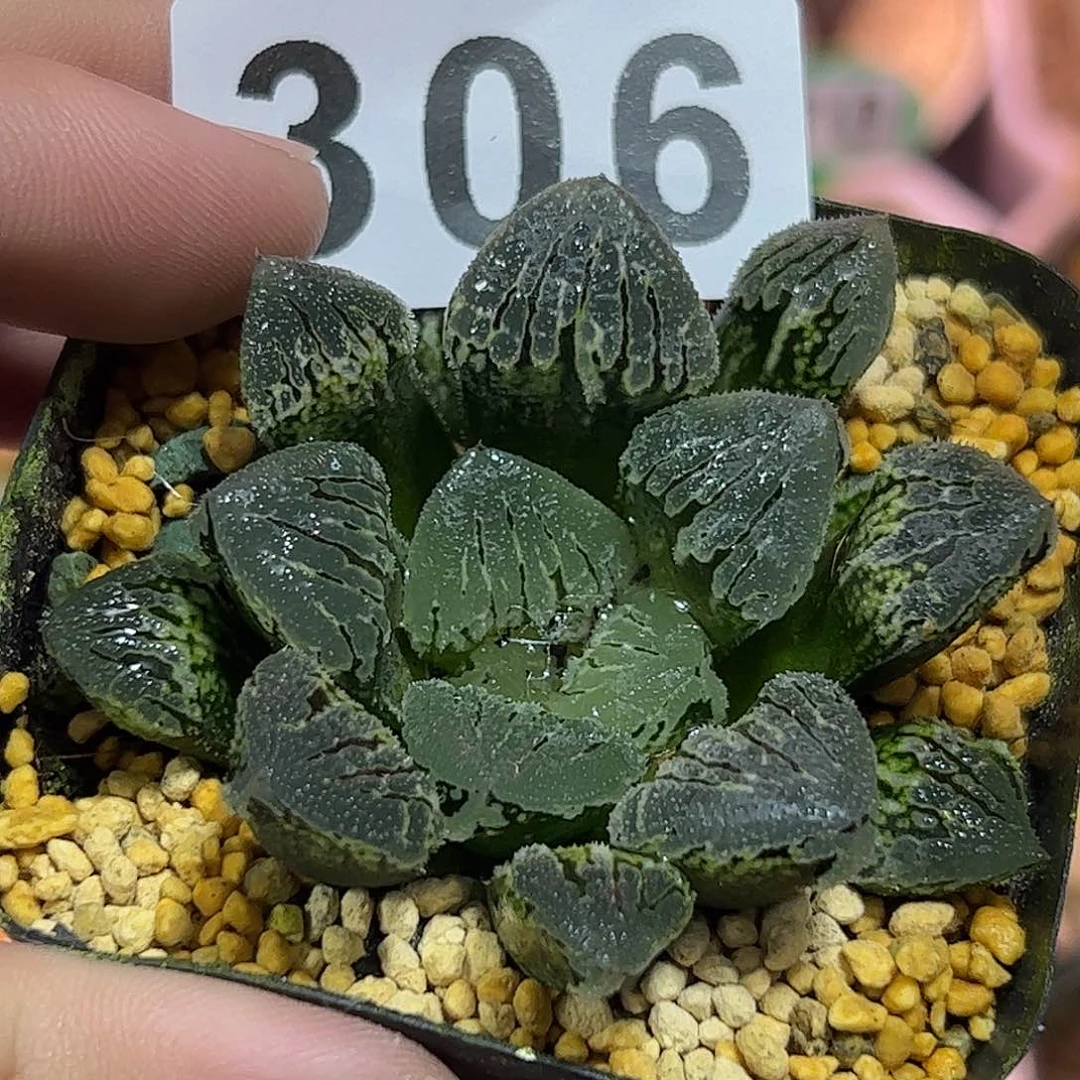 冰上舞十二卷多肉