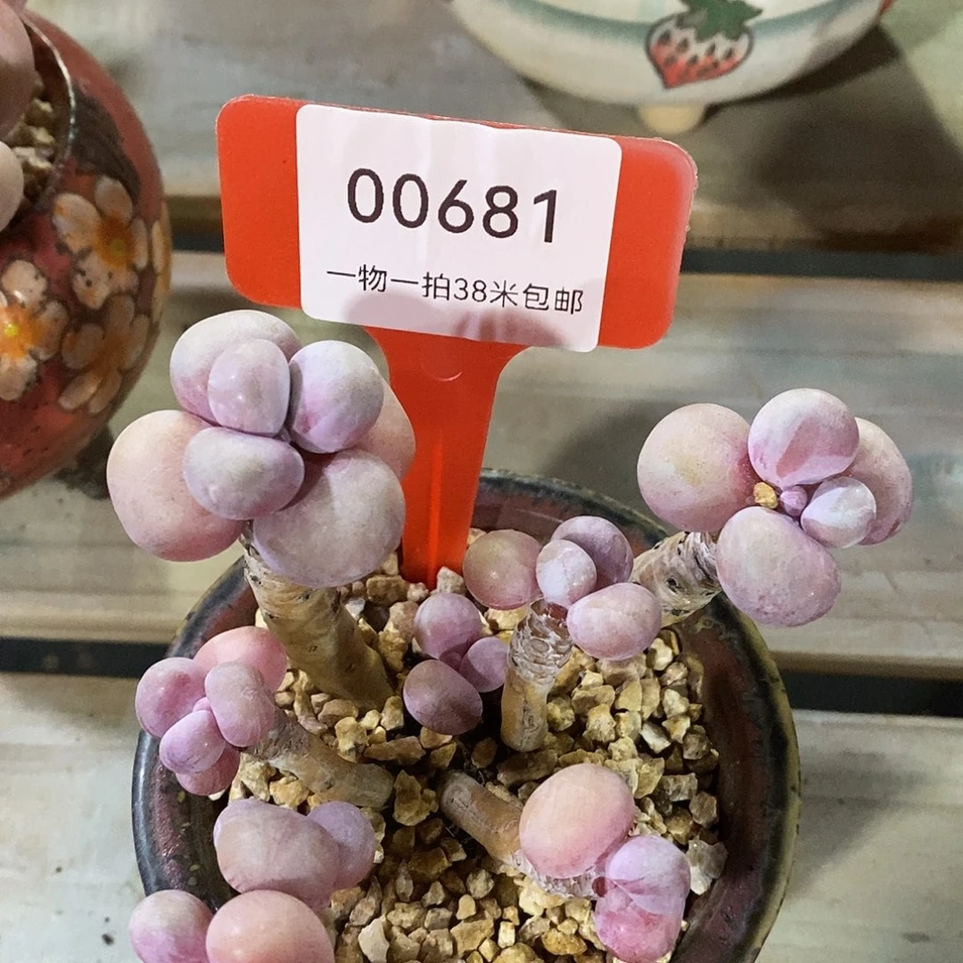 00681？都图小雨里不小雨