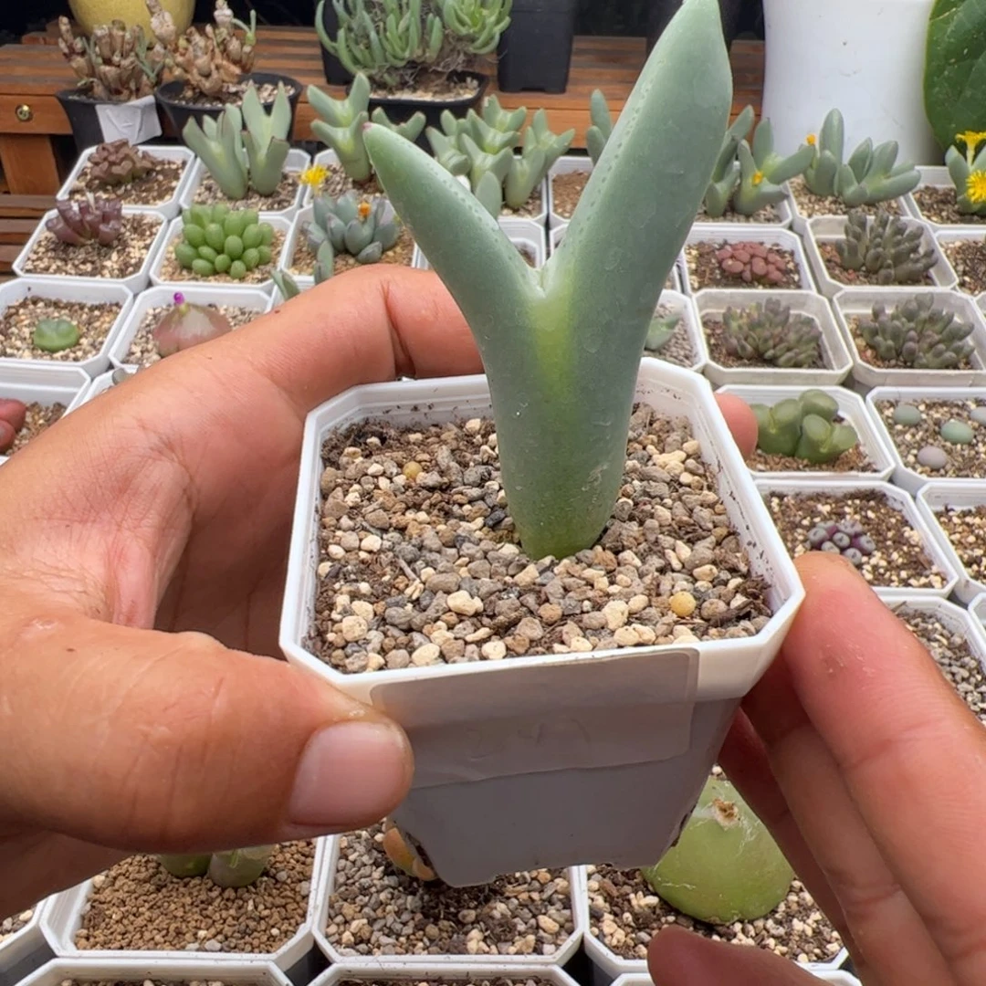 *****9.25皮卡丘多肉植物组合249