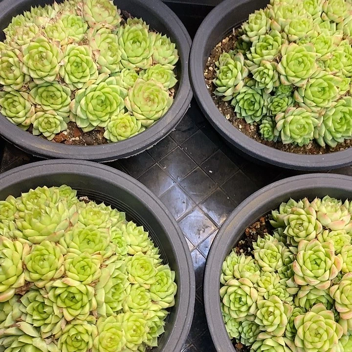 团 大盆红女王 福利多多