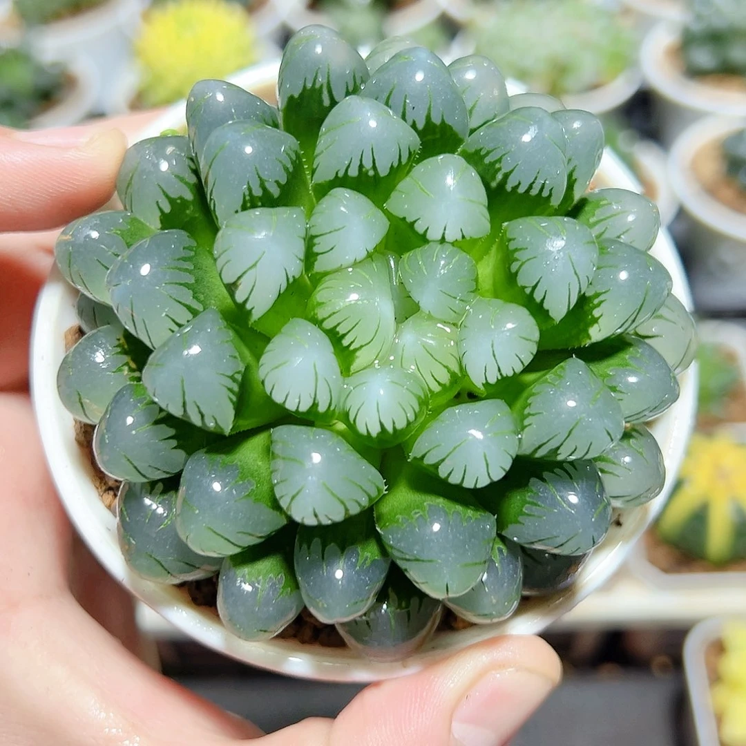 山*&冰灯哥哥哥哥哥哥