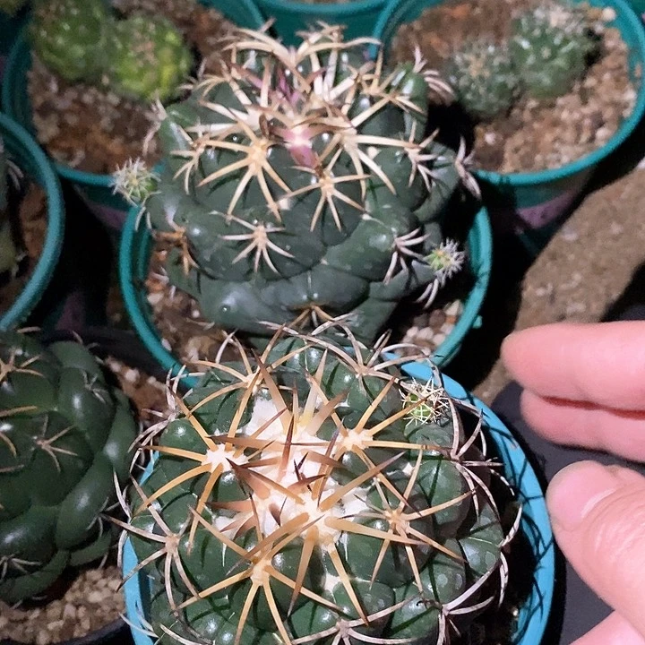 我****克定孤品实生象芽2颗