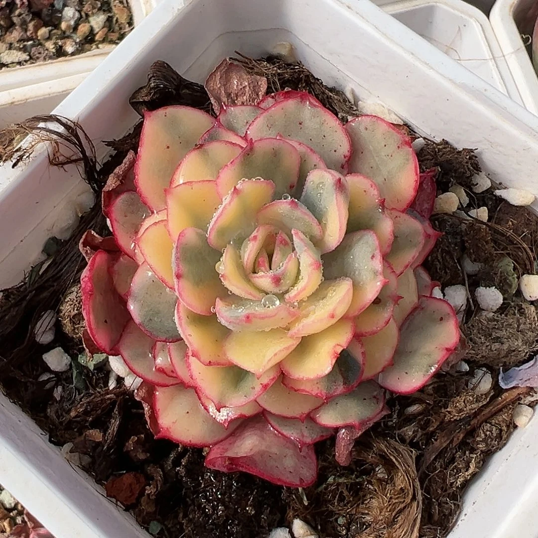 般若锦，覆轮锦多肉植物