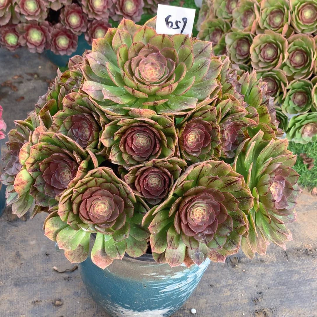 659万拉丝精品法师多肉