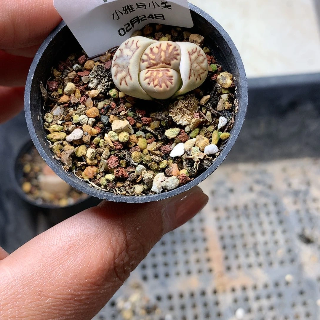Y230多肉植物保护研究所