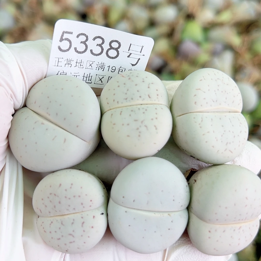 5338四年大白6个2.6cm左右侧面老疤特价