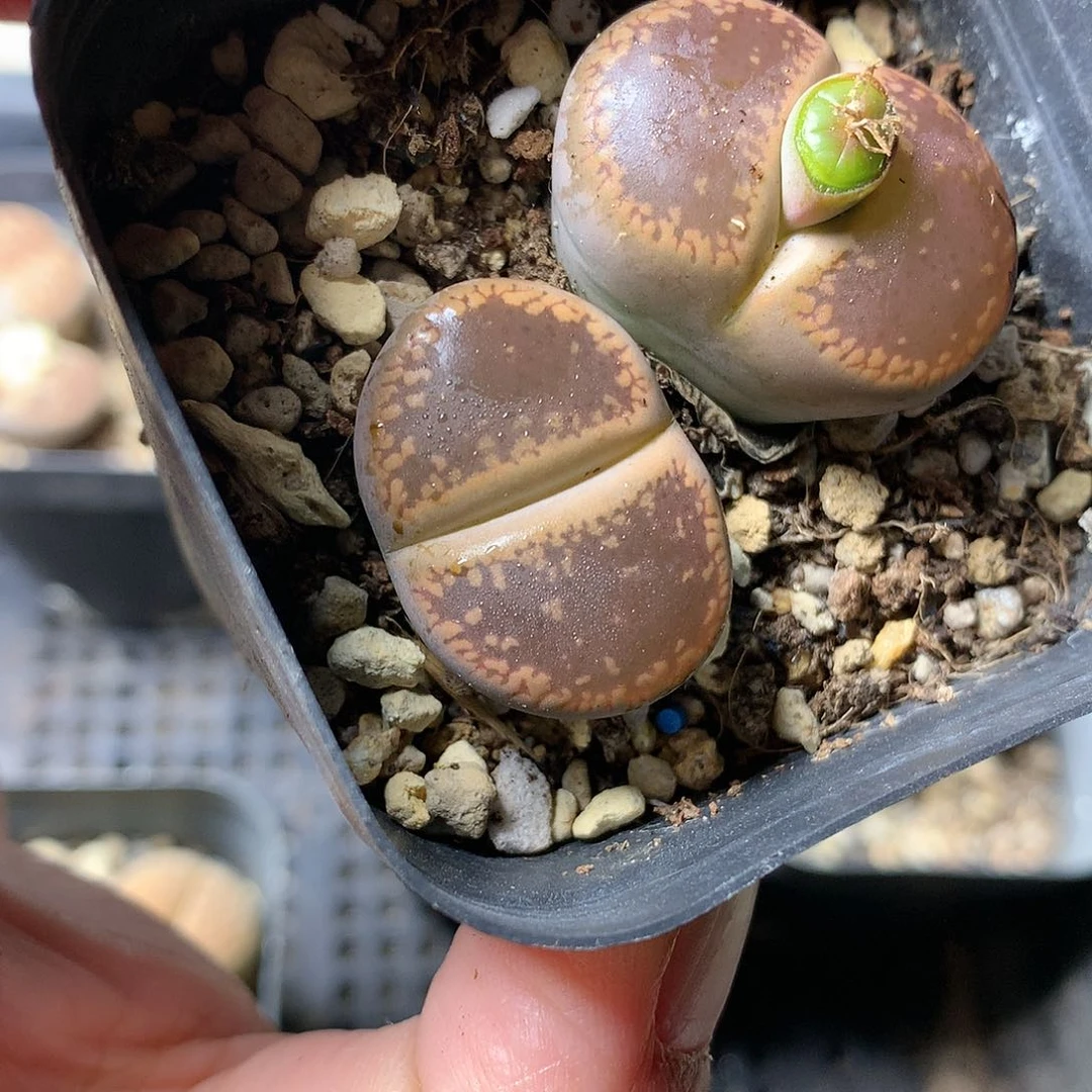 W481多肉植物保护
