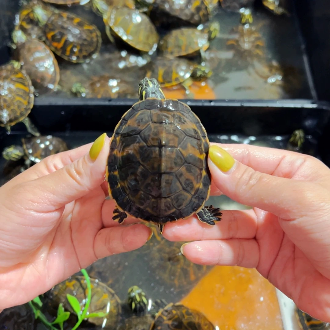 母宠物龟福利火焰龟