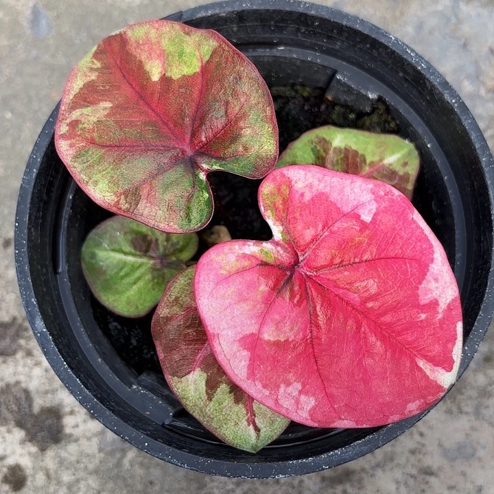 17-1105哈拉吧啦广东现货