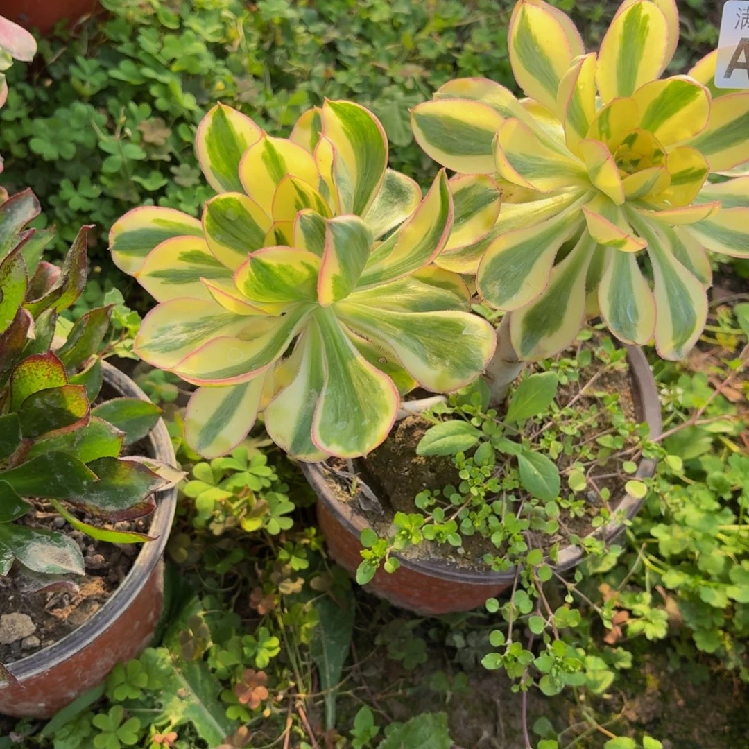 351多肉植物捧花的时候