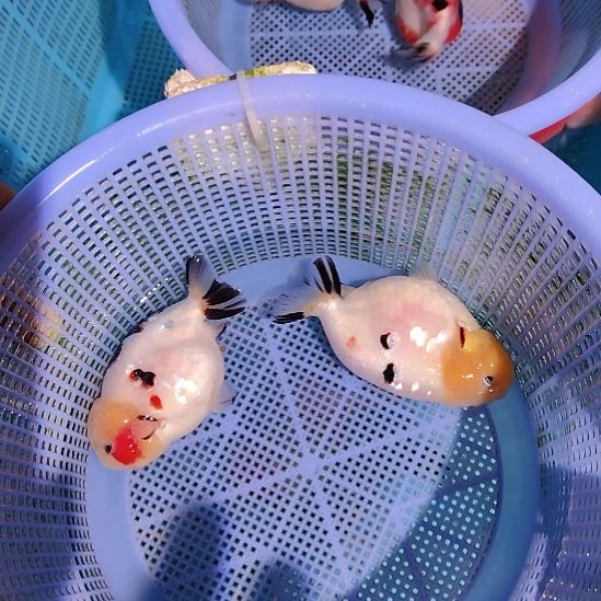 h***e金鱼111兰寿两只特价顺丰包邮