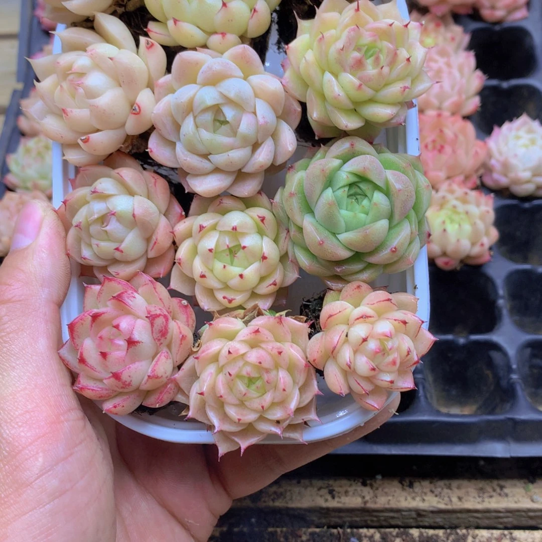 我要去看你了啊20