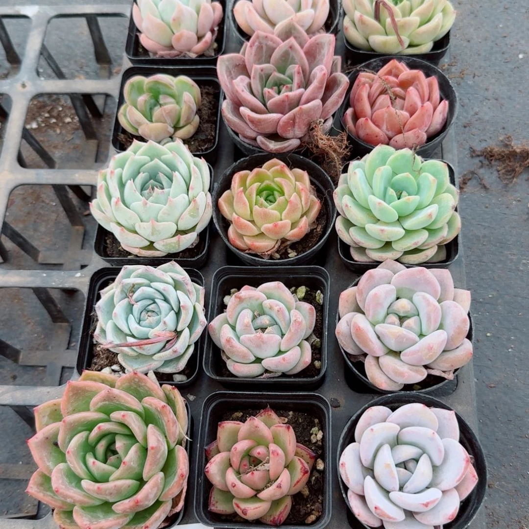 25-36多肉杂交十五颗量拍左五