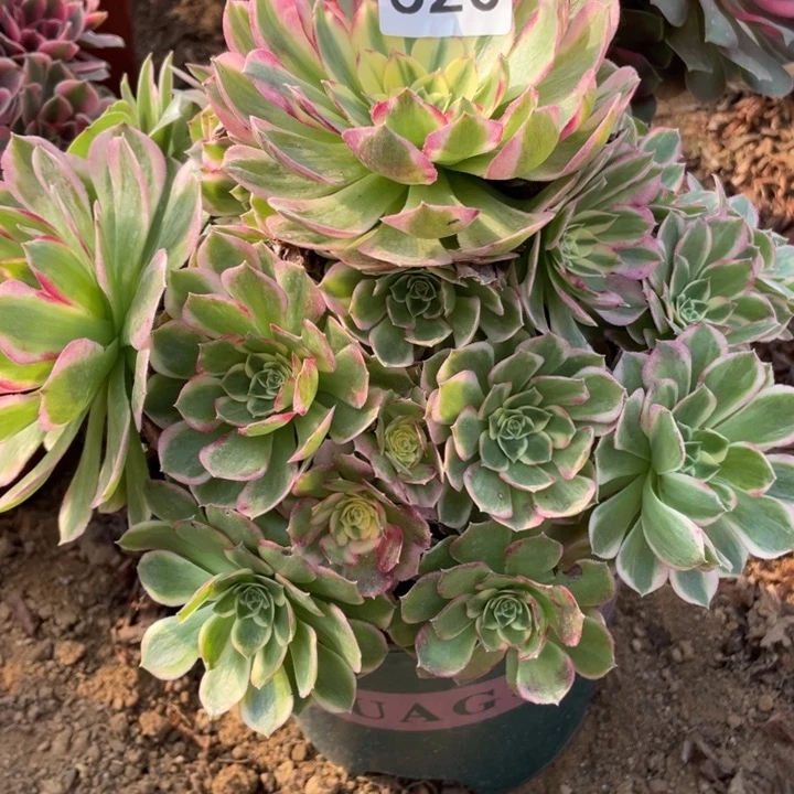 完全开放620对肉植物海仙