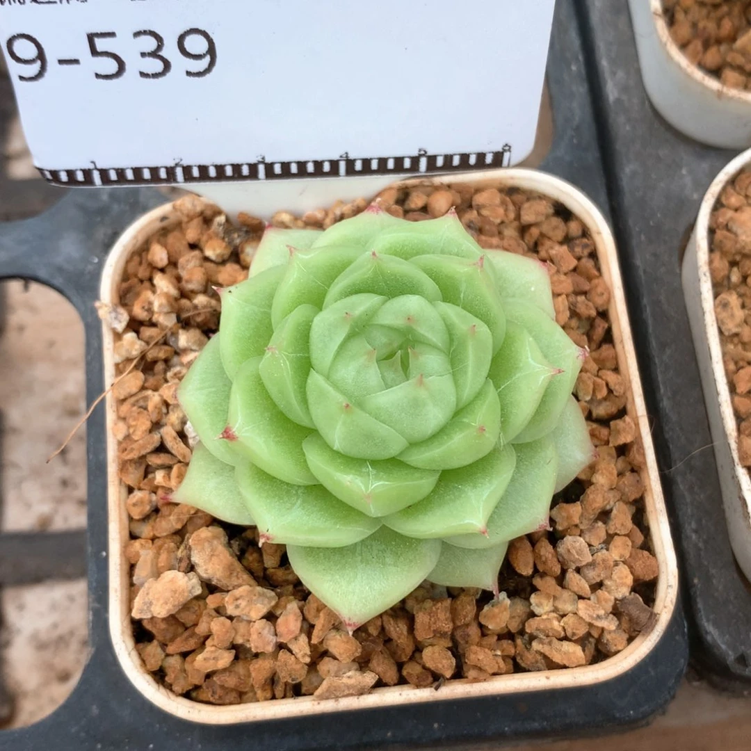 包子麦秆精品多肉58包邮