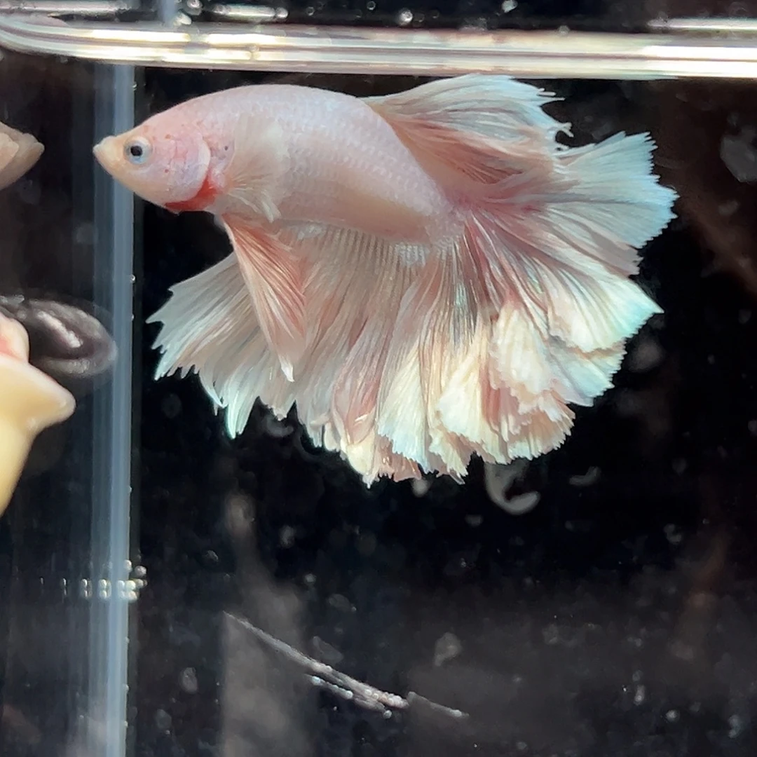 斗鱼4号珠光粉色花瓣清货价