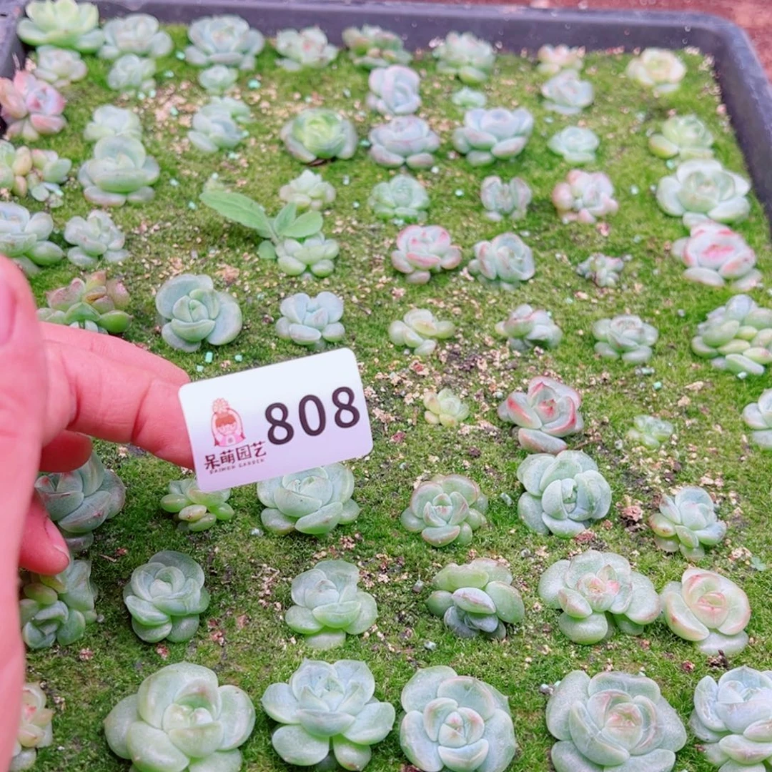 九***煊多肉植物多肉植物