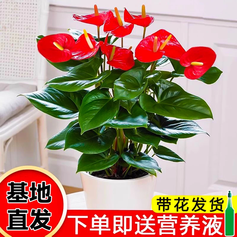 红掌白掌水培花卉盆栽带花办公室内好水养的绿植四季开花鸿运当头