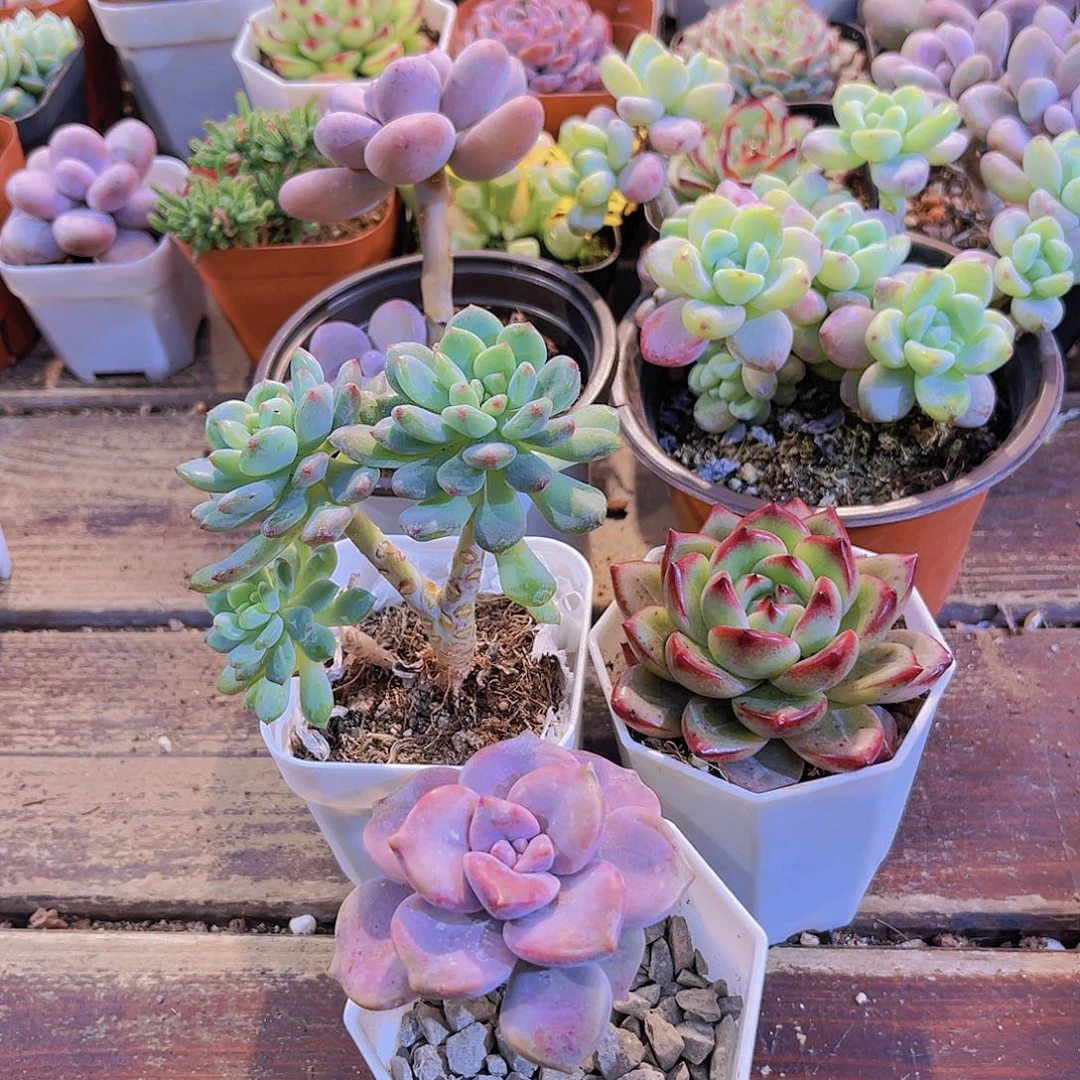 芭比奶酪➕大劳尔➕蓝苹果多➕夜魔侠➕紫乐