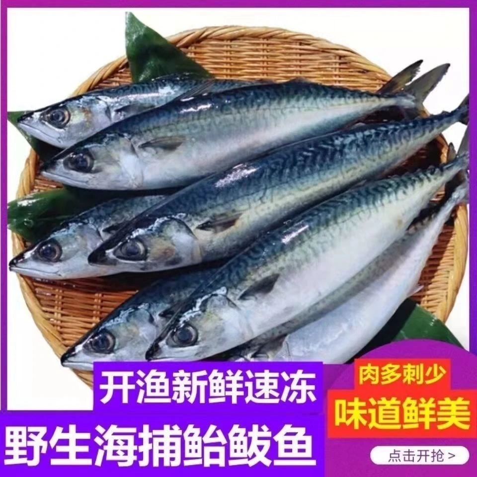 顺丰包邮新货青占鱼鲐鲅鱼鲅鱼整条新鲜冷冻野生海鱼海鲜水产批发