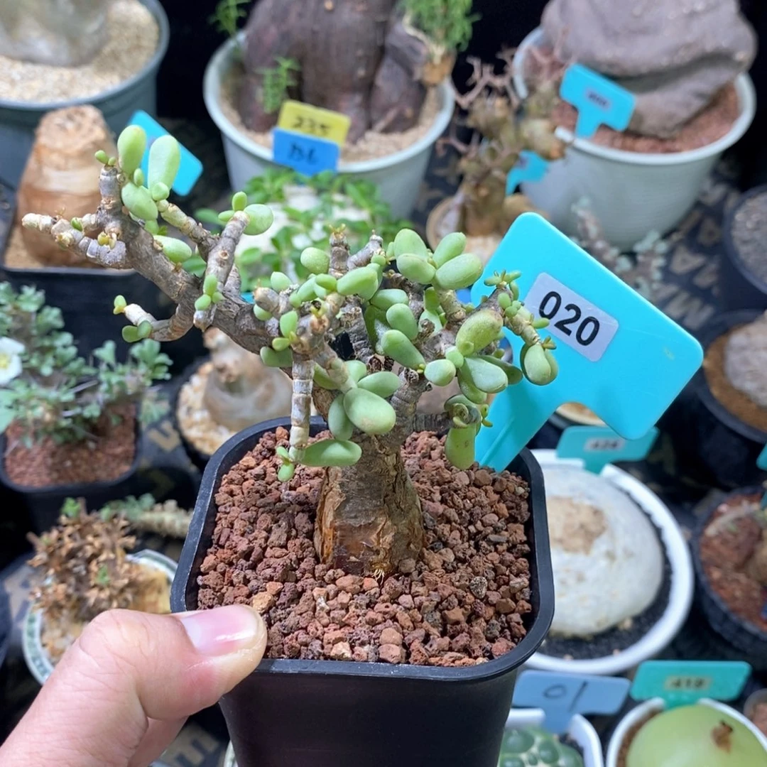 延寿城多肉植物一个