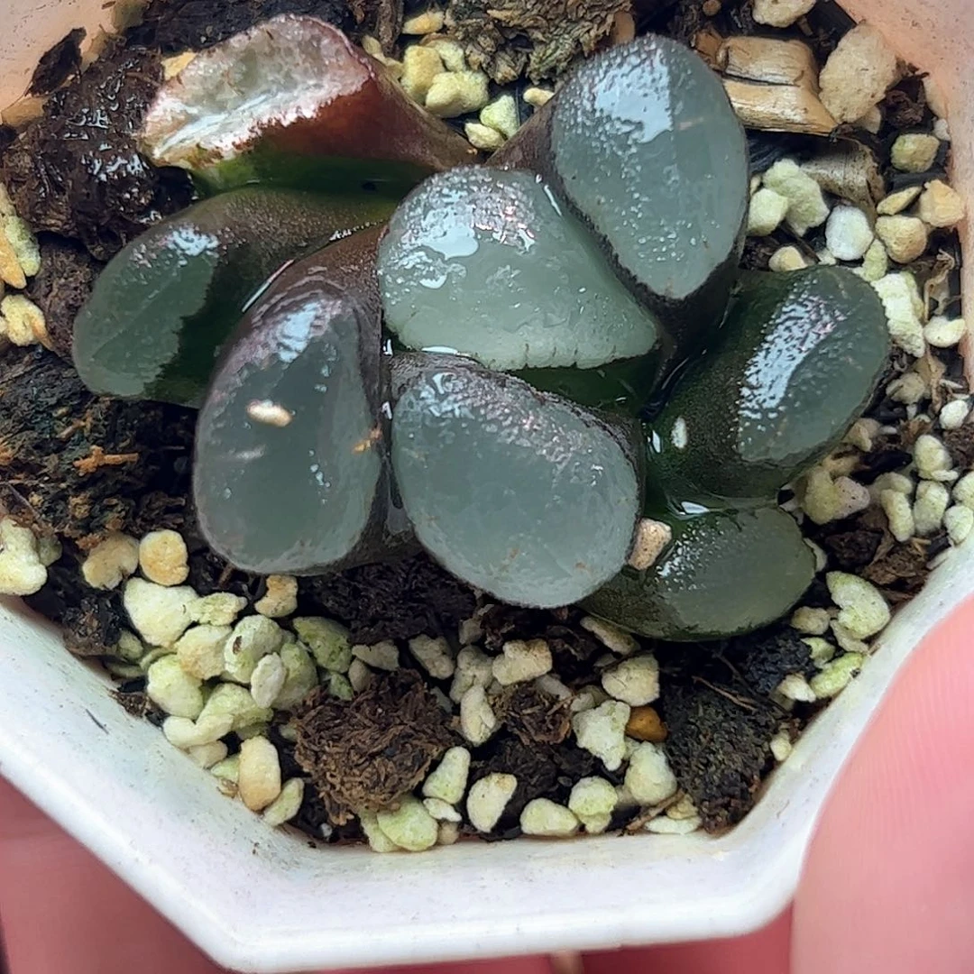 1***了紫镜巨大化十二卷多肉植物