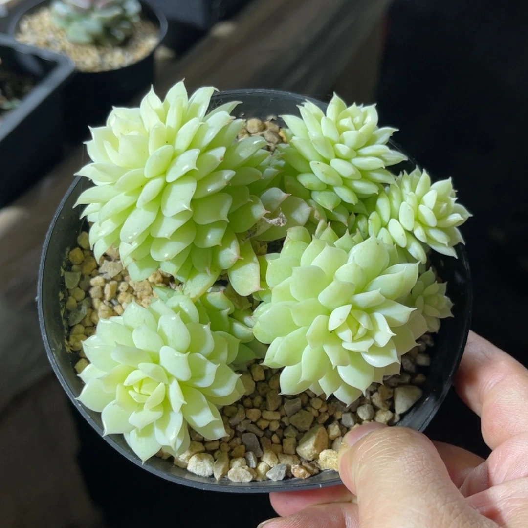 静夜锦 一物一拍不支持退换