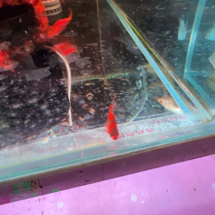 恋***上黑玛丽鱼红虎皮30