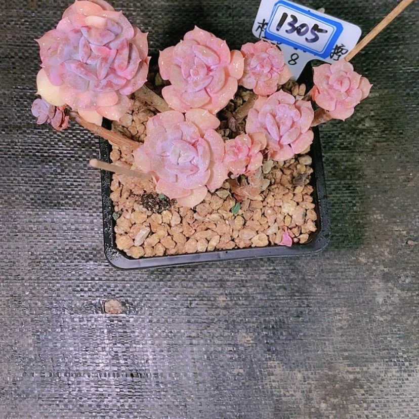 【闪购商品】当*1305