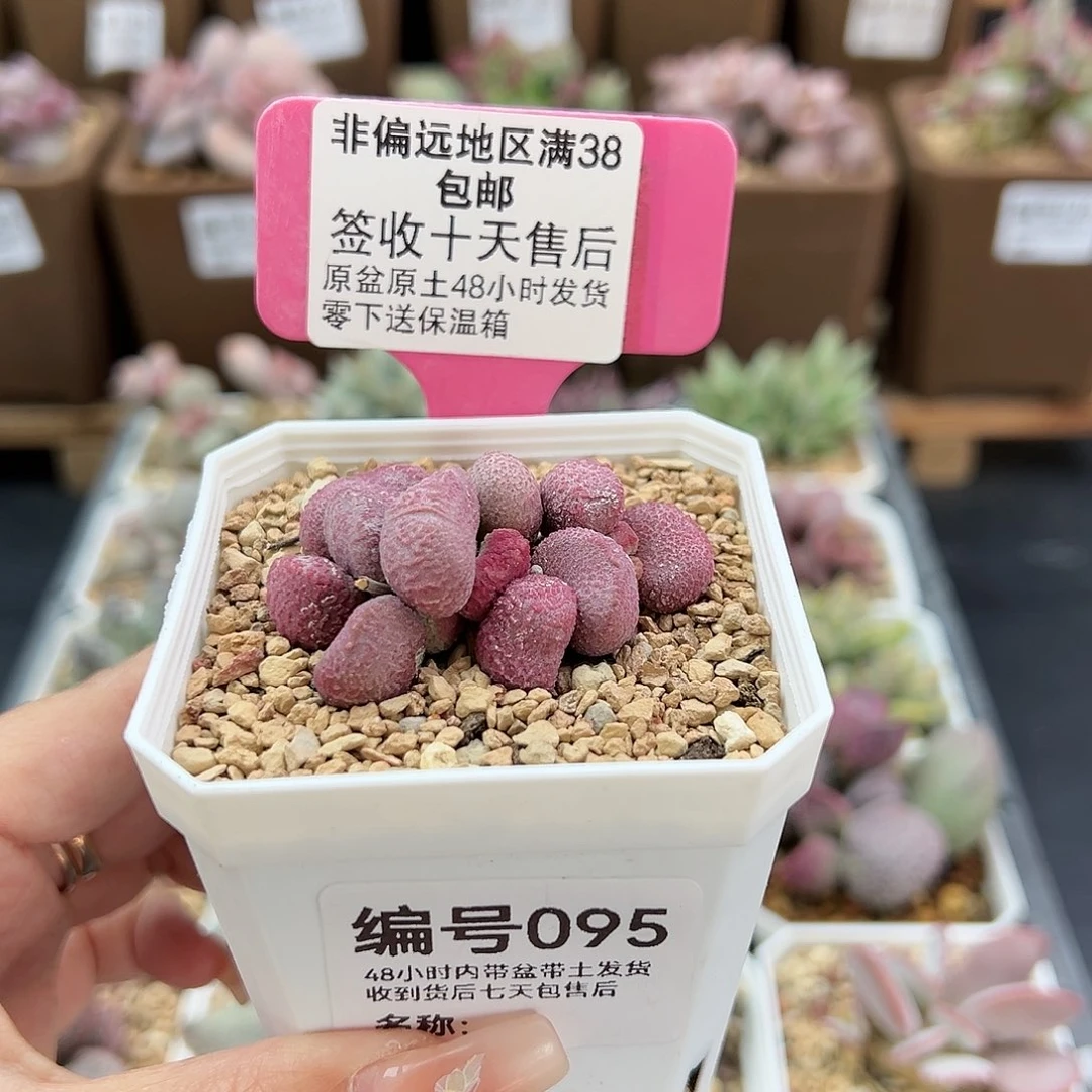 095夏娃多肉植物