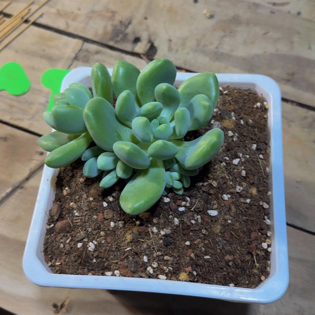 老***芳老芳奶龙一颗发货