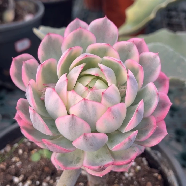 粉水晶锦一物一拍锦龙