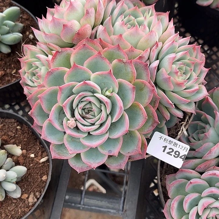 丨***月阿雅园艺。       1294侧影