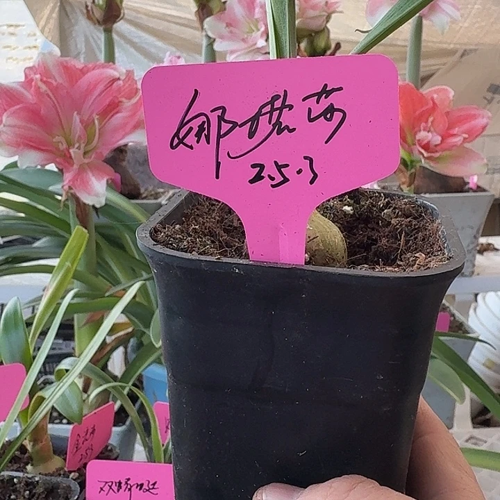 无花朵娜塔莎朱顶红直径3cm