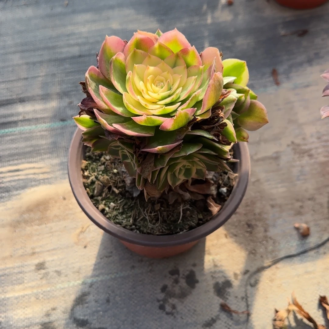 无花朵万黄锦特价