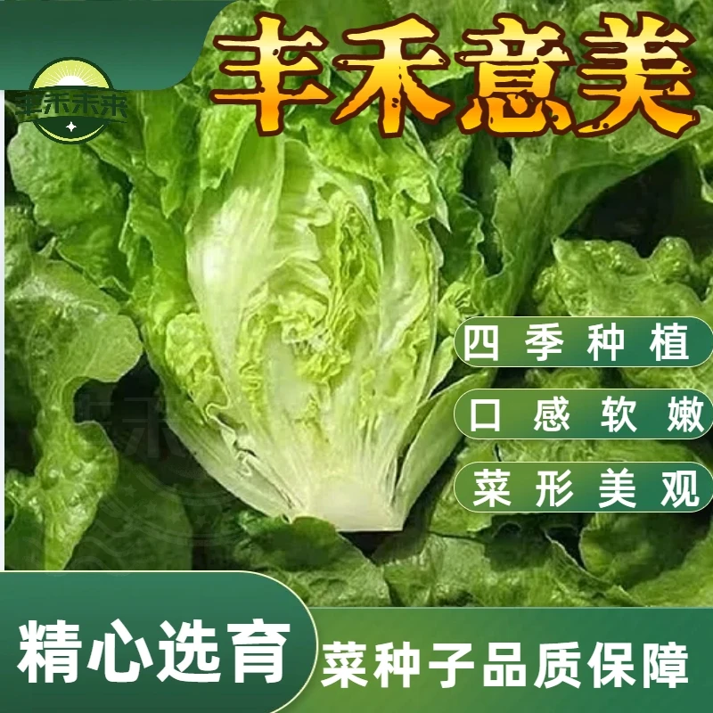 今年新种子四季种植丰禾意美生菜甜脆可口适合家庭种植的蔬菜种子