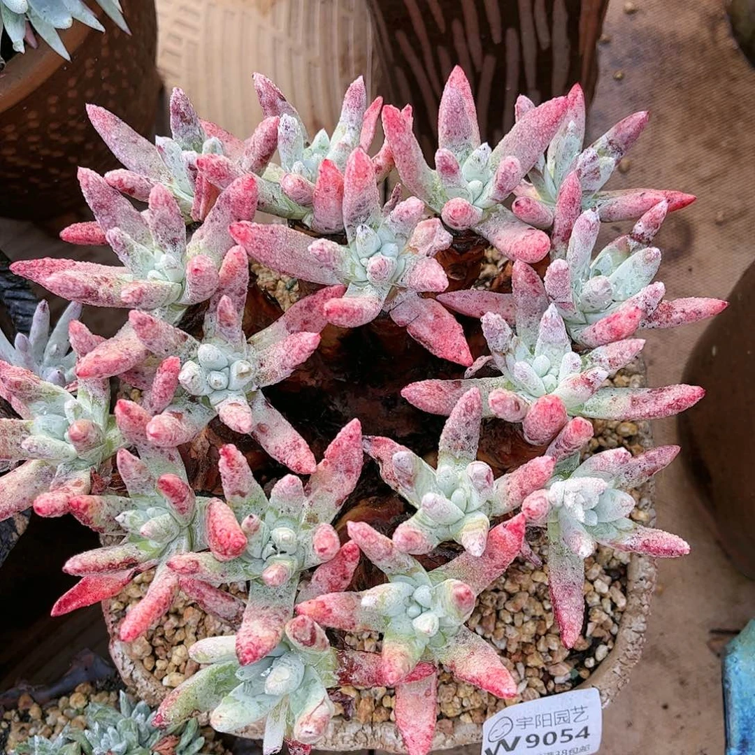 9054文森特仙女杯多肉