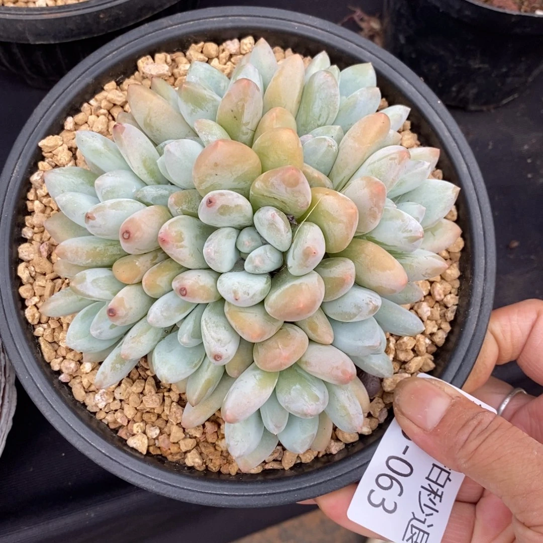 勿秒拍秒退 923-063香水宝贝