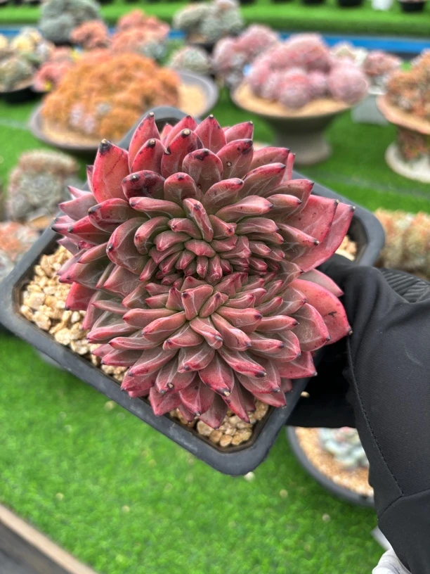 多肉植物一物一拍，11cm