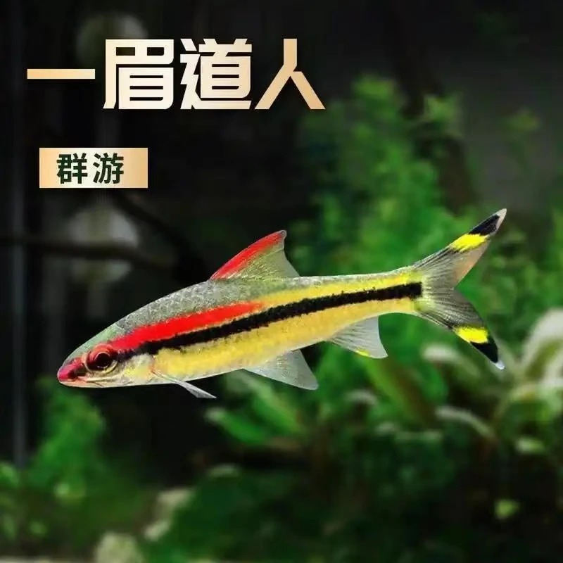 一眉道人热带淡水观赏鱼草缸群游活体好养耐活