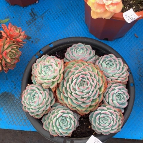 玉*?5049水晶玫瑰多肉