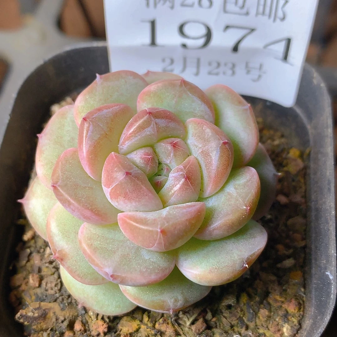 【闪购商品】云1974