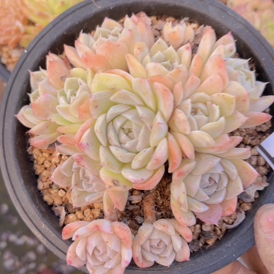 月影杂29135多肉植物