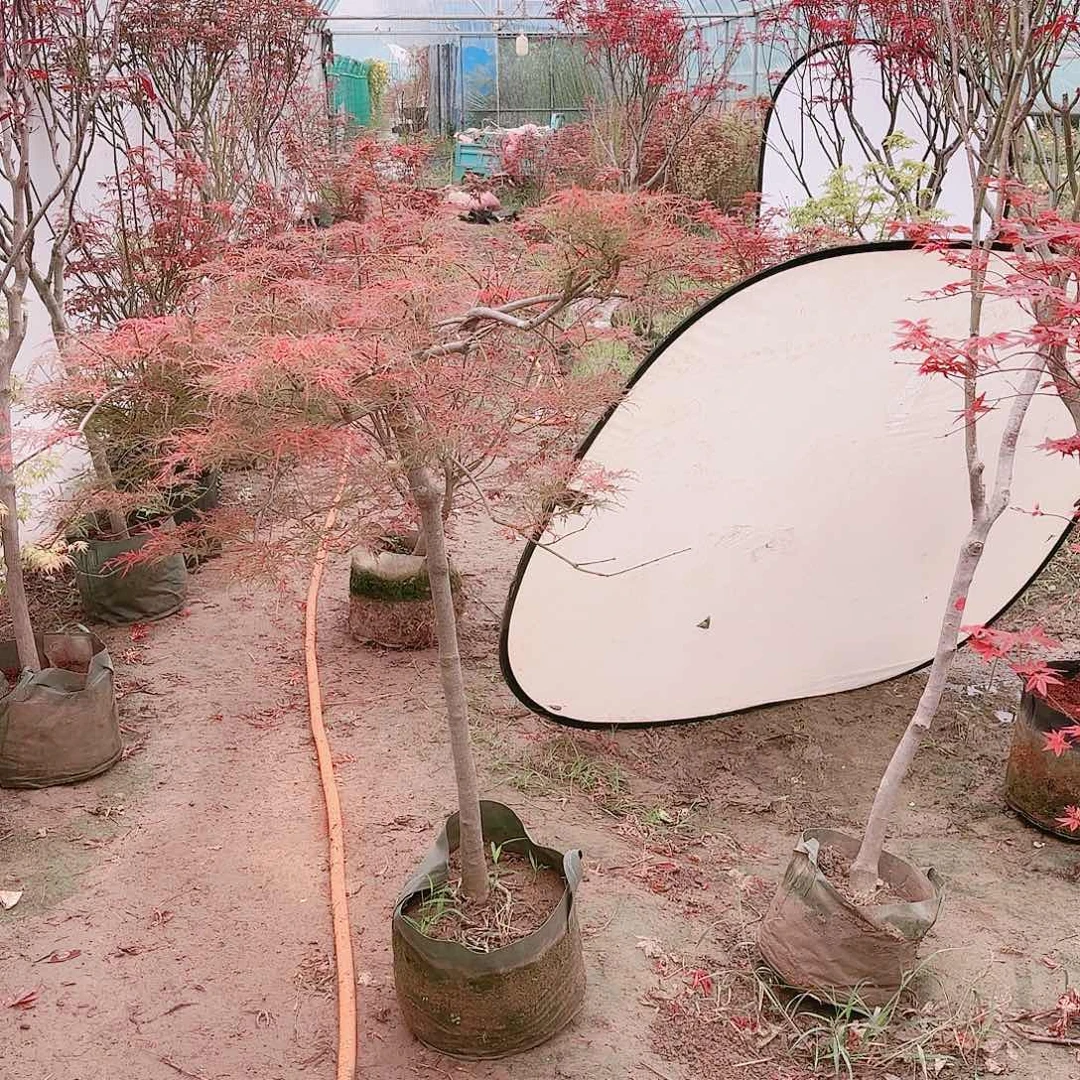无花朵羽毛枫庭院美化点缀