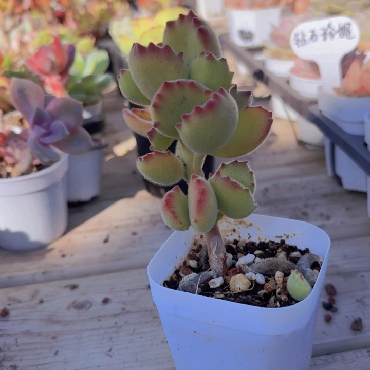 熊童子多肉植物9.9