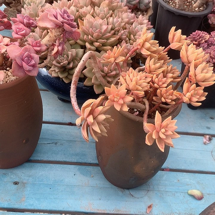 修*布丁多肉植物脱土