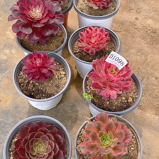 大*哥1098法师多肉单头8颗