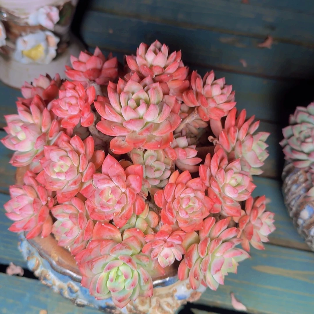 瑾***怡多肉植物的生长发育与